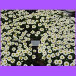 Shasta Daisy.jpg